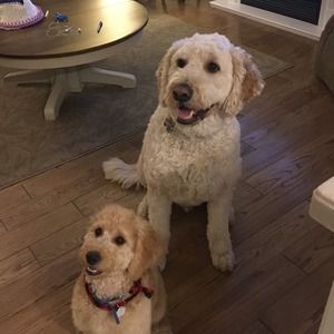 Meet your Posher, Darin